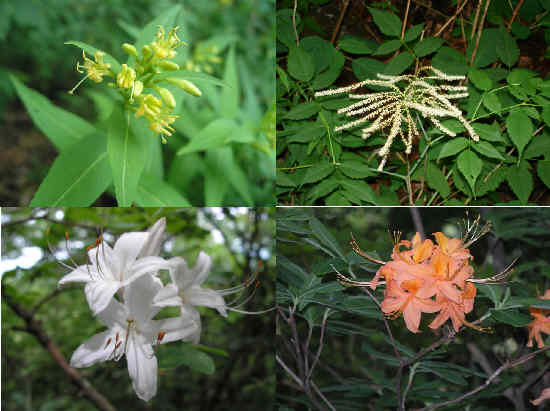 Some of today's wildflowers! top left and clockwise - Bush Honeysuckle (Diervilla lonicera ), Goat's Beard (Aruncus dioicus), Flame Azalea (Rhododendron calendulaceum), Swamp Azalea (Rhododendron viscosum).