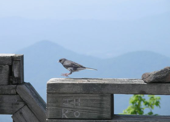 A Dark-eyed Junco making a landing at the Rabun Bald observation deck! great photo by David Whitaker!