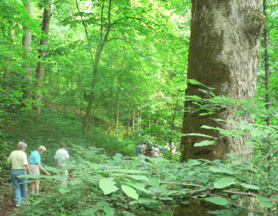 This awesome Yellow Buckeye Tree is said to be one of the largest in the state.