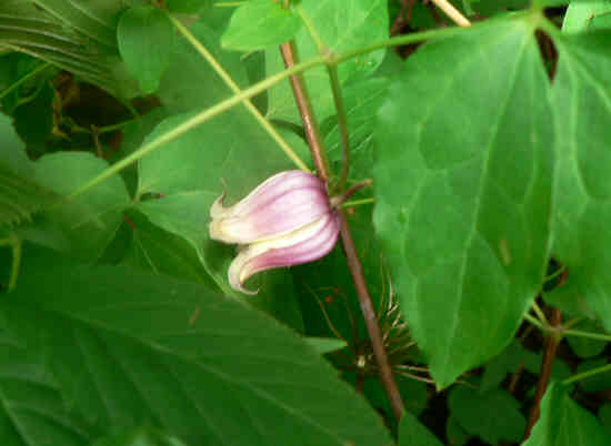 Leather Flower (Clematis viorna)