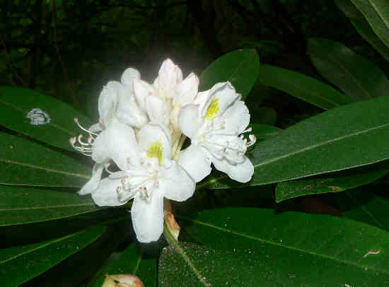 Rosebay Rhododendron (Rhododendron maximum)