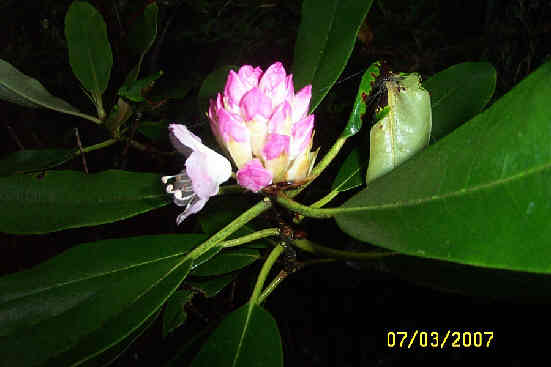 A Rosebay Rhododendron just beginning to open. .