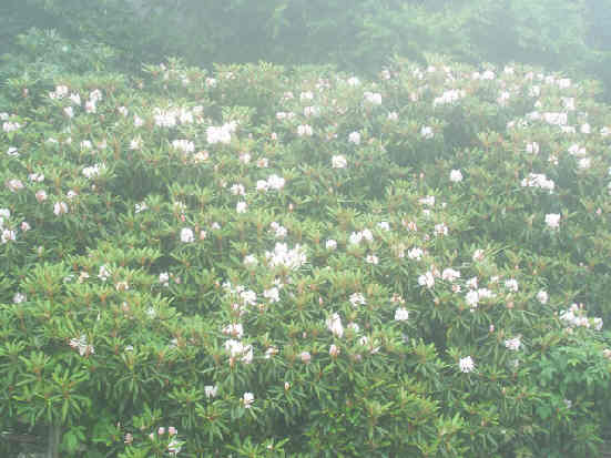 A beautiful mass of Rosebay Rhododendrons!