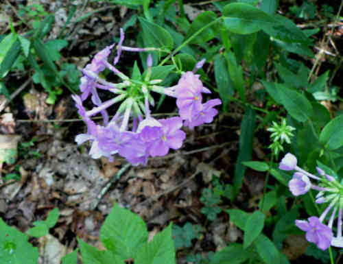 The Phlox were blooming.