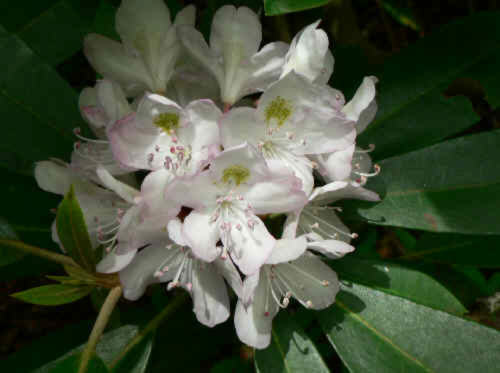 Rosebay Rhododendron were everywhere!