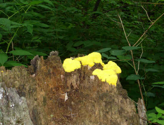 Several brightly colored fungi were spotted. .
