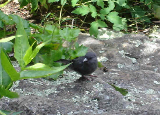 A nice little Junco joined us at lunchtime.