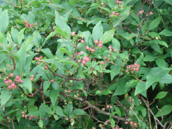 The blueberries will be ripe in a few weeks.