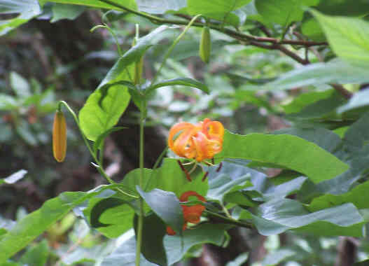 Turk's Cap Lily (Lilium superbum)