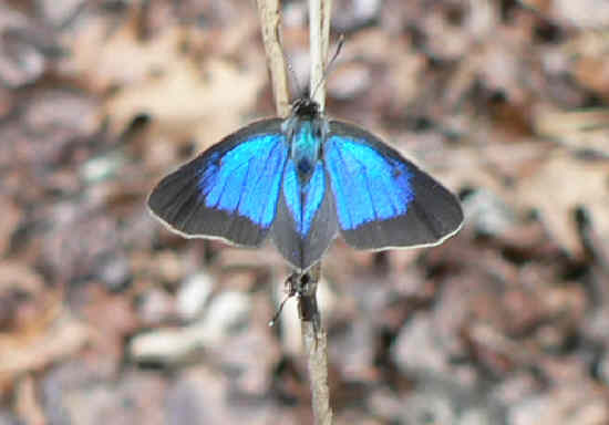 We found this pretty little blue butterfly! Does anyone know its I.D.?