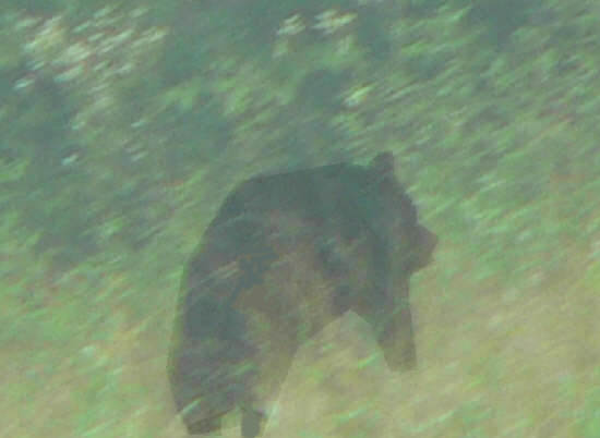 Yikes! We spot this very large Black Bear. (a bit blurry on 12X zoom) .