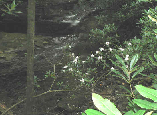 Beautiful Rhododendron along the stream.