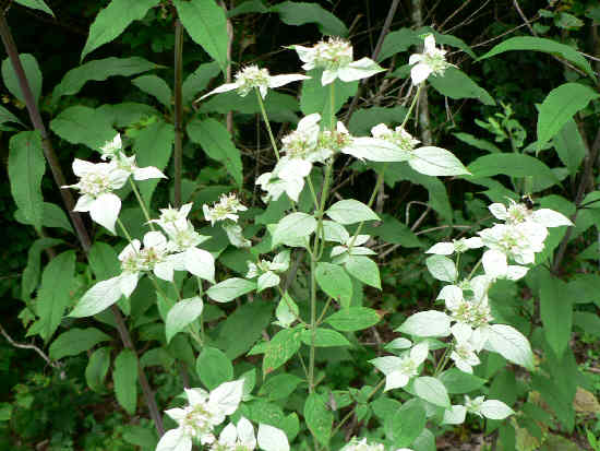 Hoary Mountain Mint / White Horse-mint (Pycnanthemum incanum)
