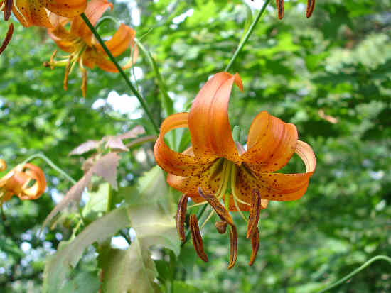 Beautiful Turk's Cap Lilies.