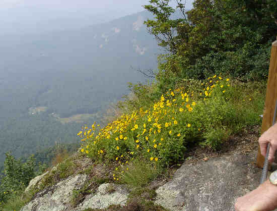 Nice patch of Coreopsis growing on solid rock!