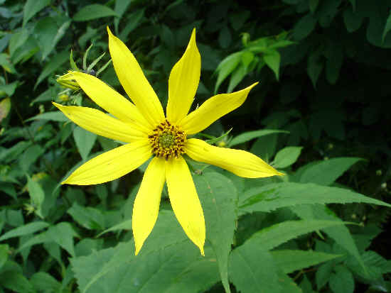We saw several varieties of Sunflower.