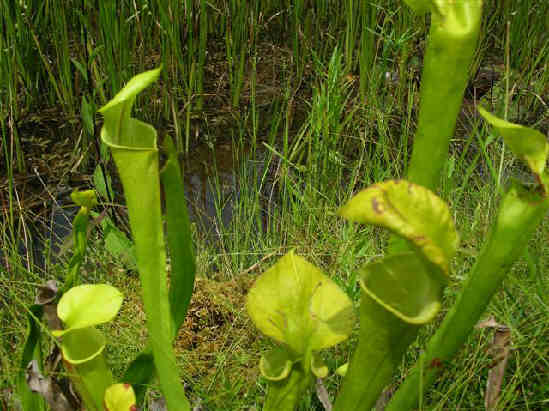 Pitcher Plants on the lake loop.