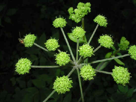 Angelica just beginning to open.