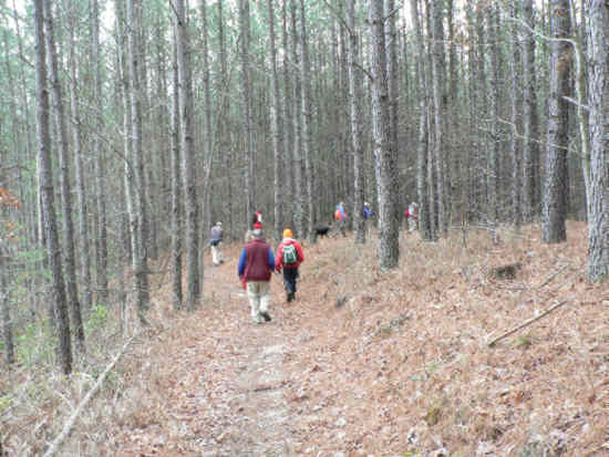 There was lots of nice flat walking through the forest.