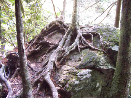 Another of nature's marvels.