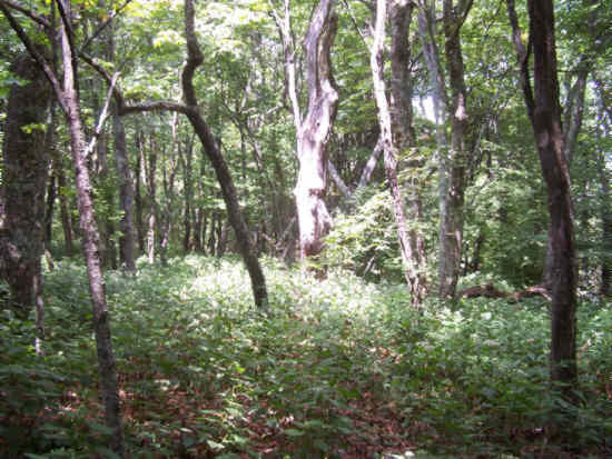 The beauty of the forest.