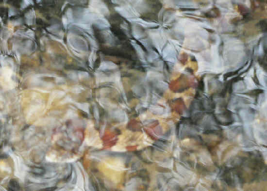 We were very surprised to find a live snake in the creek on January 16th! This Water Snake was on the edge of the creek with his nose sticking out of the water. We have had some warm days recently!