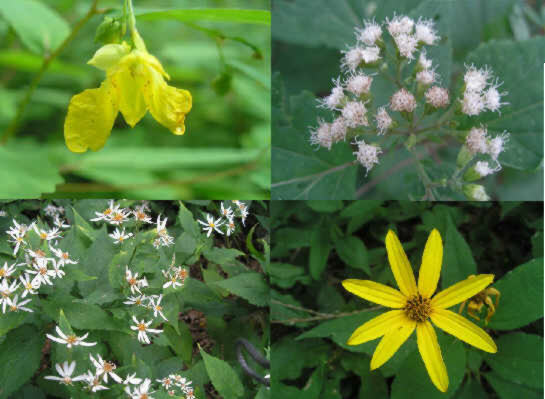 Some of today's wildflowers. (top left and clockwise) Pale Jewelweed, White Snakeroot, Woodland Sunflower, White Wood Aster.