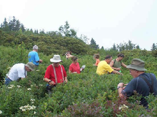 Just to the side of the quartz cliffs we enjoyed picking blueberries from countless wild blueberry bushes. It was a good year for blueberries in this area!