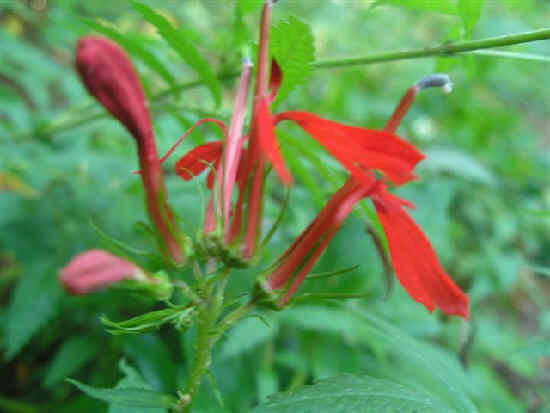 Cardinal Flower (Lobelia cardinalis)