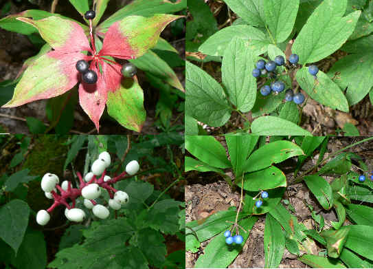 We identified 32 species of wildflowers in bloom today. Also, we saw several species of wildflowers in the fruit stage (top left and clockwise) Indian Cucumber Root, Blue Cohosh, Blue-bead Lily, White Baneberry (Doll's Eyes).