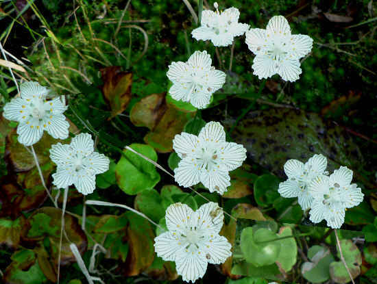 A rare treat, we find Grass of Parnassus in full bloom.