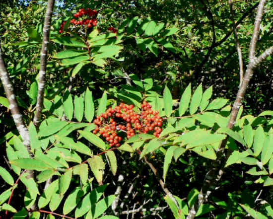 Mountain Ash.