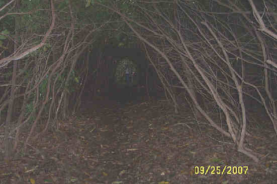 Here, the trail passes through a very dense Rhododendron tunnel.