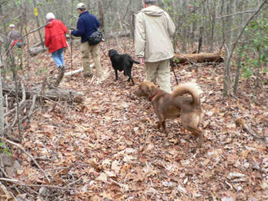 We had two trail dogs today: Jet the black Lab and Bo the Labusky. (cross between a Lab and Husky)!