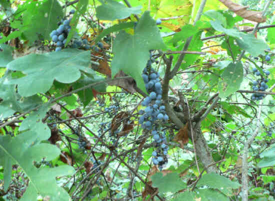 Abundant crop of Fox Grapes!
