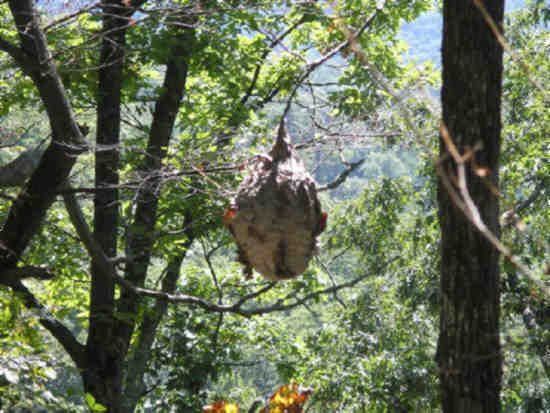 Hornets nest.