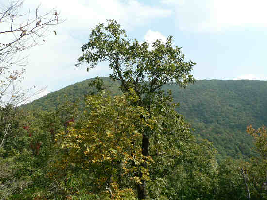A trailside view of Tray Mountain.