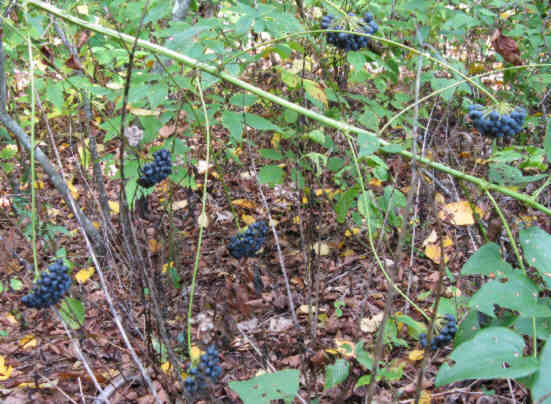 The fruit of Carrion Flower. Supposedly edible raw or in jellies. We did not taste!