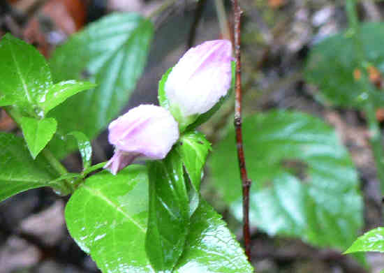 Along one of the creeks, we found these wildflowers that thrive only in moist environments. Turtleheads (Chelone glabra)