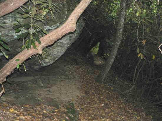 Here, the trail passes through a dark thicket of rhododendron along a huge rock ledge.