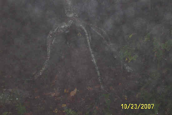 It was so wet that even the trees tried to stand up and walk to higher ground.