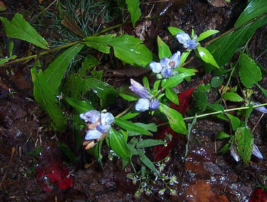 Mountain Gentian