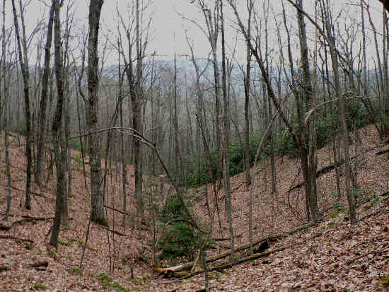 Typical view along the trail.
