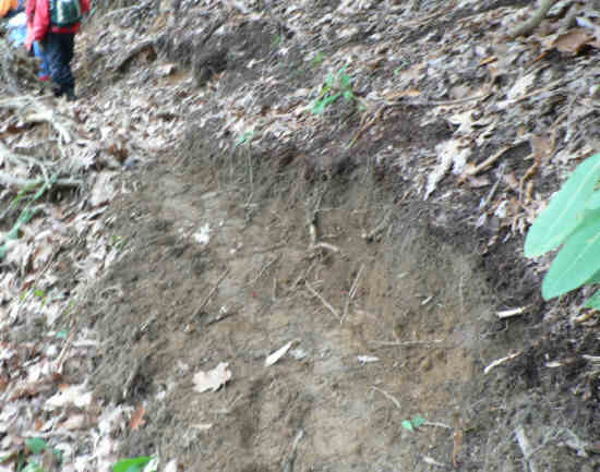 Evidence of fresh trail maintanence by the work crew!
