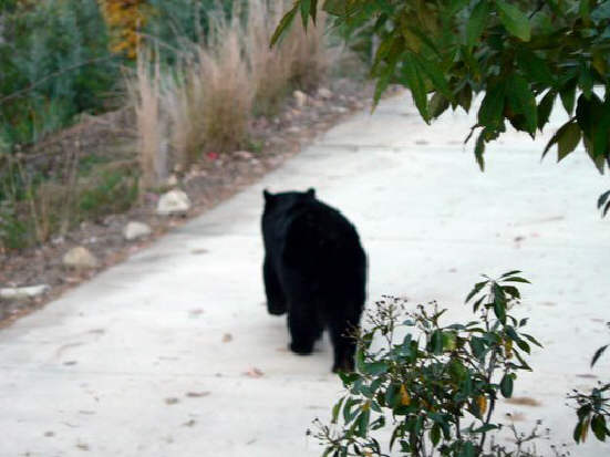 Black bear on Phil Brownrigg's driveway this afternoon!