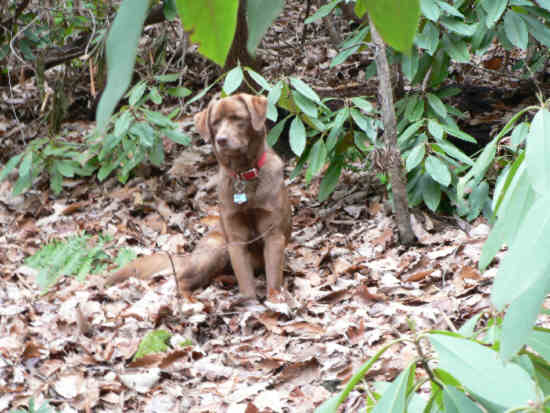 Bo waiting patiently as we take a break.