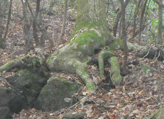 It is amazing to see the tree roots making their way over the rocks to find soil!