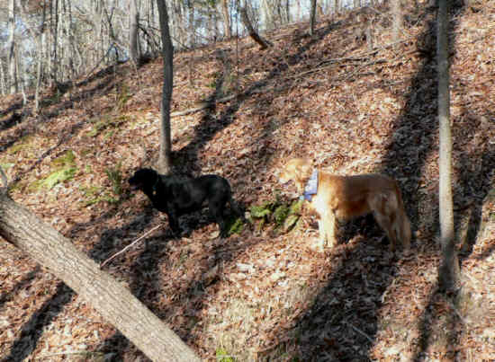 Today's trail dogs, Jet and Jessie lead the way.