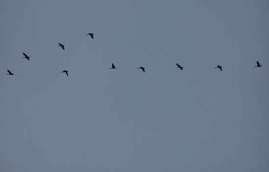 Canada Geese! .