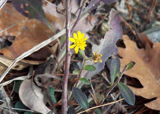 An unexpected wildflower on December 27th!